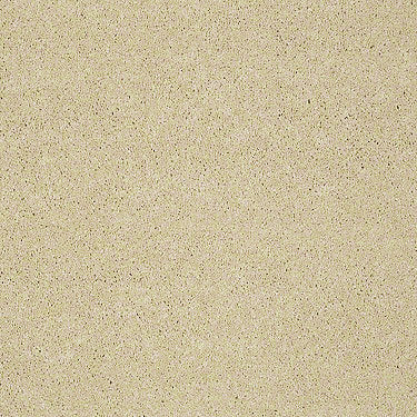 Pawparazzi I Residential Carpet