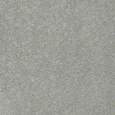Pawparazzi I Residential Carpet