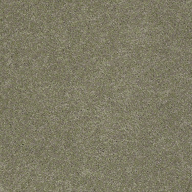 Pawparazzi I Residential Carpet
