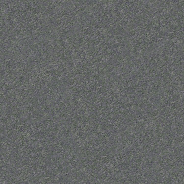 Pawparazzi I Residential Carpet