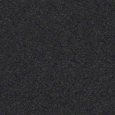 Pawparazzi I Residential Carpet