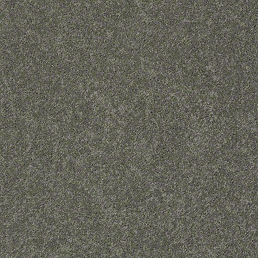 Pawparazzi I Residential Carpet